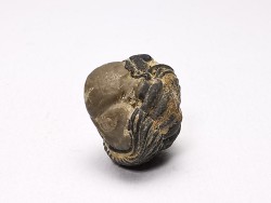 Proetus granulatus - Silurian - Gotland, Sweden