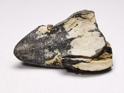 RHYNCHOLITE Early Cretaceous, Alpes-de-Haute-Provence, France