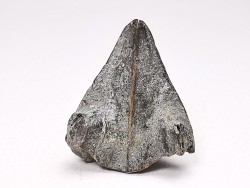 RHYNCHOLITE Early Cretaceous, Alpes-de-Haute-Provence, France