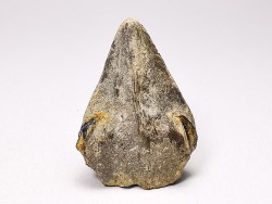 RHYNCHOLITE Early Cretaceous, Alpes-de-Haute-Provence, France