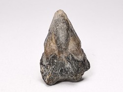 RHYNCHOLITE Early Cretaceous, Alpes-de-Haute-Provence, France