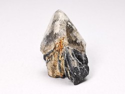 RHYNCHOLITE, Crétacé  Inférieur, Alpes-de-Haute-Provence, France