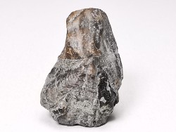 RHYNCHOLITE, Crétacé  Inférieur, Alpes-de-Haute-Provence, France