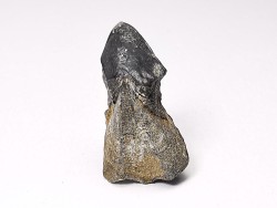 RHYNCHOLITE Early Cretaceous, Alpes-de-Haute-Provence, France