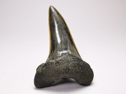 dent de requin: ISURUS RETROFLEXUS - Miocène - Belgique