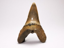 shark tooth: ISURUS RETROFLEXUS,  Miocene, Belgium
