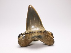 dent de requin: ISURUS RETROFLEXUS - Miocène - Belgique