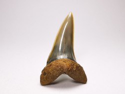 shark tooth: ISURUS RETROFLEXUS,  Miocene, Belgium