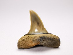 shark tooth: ISURUS RETROFLEXUS,  Miocene, Belgium
