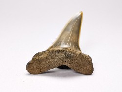 dent de requin: ISURUS RETROFLEXUS - Miocène - Belgique