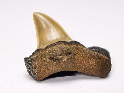 shark tooth: ISURUS RETROFLEXUS,  Miocene, Belgium