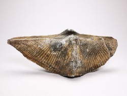 Cyrtospirifer grabaui - Late Devonian - Barvaux - Belgium