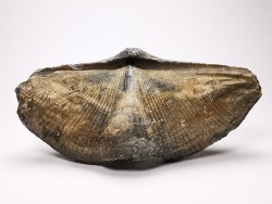 Cyrtospirifer grabaui - Late Devonian - Barvaux - Belgium