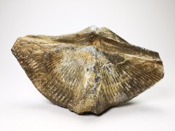 Cyrtospirifer grabaui - Late Devonian - Barvaux - Belgium