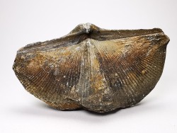 Cyrtospirifer grabaui - Late Devonian - Barvaux - Belgium