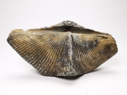 Cyrtospirifer grabaui - Late Devonian - Barvaux - Belgium