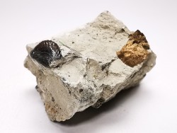 Ptychodus latissimus - Crétacé Supérieur - Bettrechies, 59 - FRANCE