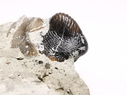 Ptychodus latissimus - Late Cretaceous - Bettrechies, 59 - FRANCE