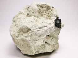 Ptychodus latissimus - Crétacé Supérieur - Bettrechies, 59 - FRANCE