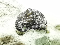 Ptychodus latissimus - Late Cretaceous - Bettrechies, 59 - FRANCE