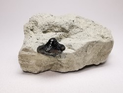 Ptychodus latissimus - Crétacé Supérieur - Bettrechies, 59 - FRANCE