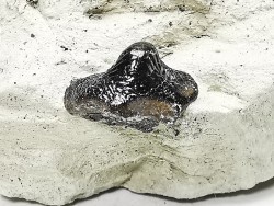 Ptychodus latissimus - Late Cretaceous - Bettrechies, 59 - FRANCE