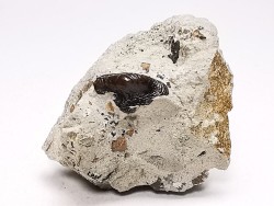 Ptychodus latissimus - Crétacé Supérieur - Bettrechies, 59 - FRANCE