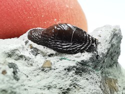 Ptychodus latissimus - Crétacé Supérieur - Bettrechies, 59 - FRANCE