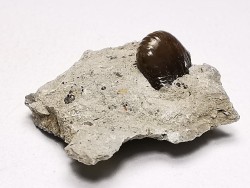 Ptychodus latissimus - Late Cretaceous - Bettrechies, 59 - FRANCE