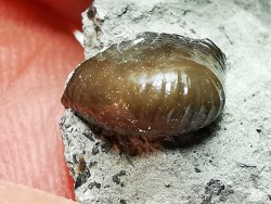 Ptychodus latissimus - Crétacé Supérieur - Bettrechies, 59 - FRANCE