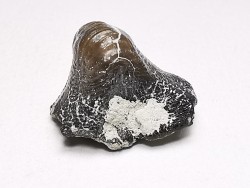 Ptychodus latissimus - Crétacé Supérieur - Bettrechies, 59 - FRANCE