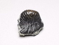 Ptychodus latissimus - Crétacé Supérieur - Bettrechies, 59 - FRANCE