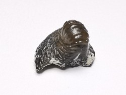 Ptychodus latissimus - Crétacé Supérieur - Bettrechies, 59 - FRANCE