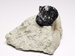 Ptychodus latissimus - Late Cretaceous - Bettrechies, 59 - FRANCE