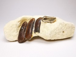 Anomoeodus (Pycnodonte), Crétacé Supérieur,  Eben-Emael, Belgique