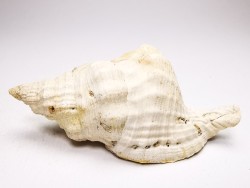 Distorsio clathrata - Miocene - Letkés, Hungary