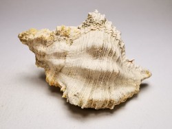 Chicoreus aquitanicus - Miocène - Letkés, Hongrie