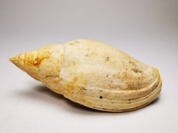 Lyria taurinia - Miocene - Letkés, Hungary