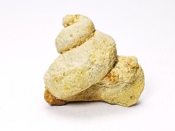 Trochonema sp. - middle Ordovician - Rochester, Minnesota, USA