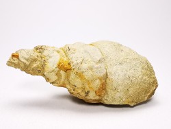 Subulites sp. - middle Ordovician - Rochester, Minnesota, USA