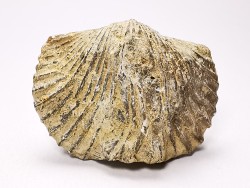 Platystrophia ponderosa - Late Ordovician - Kentucky, USA