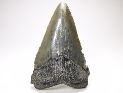 shark teeth: Carcharodon megalodon - Miocene (USA)