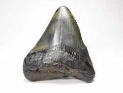 shark teeth: Carcharodon megalodon - Miocene (USA)