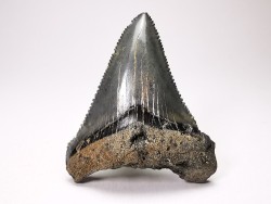 shark teeth: Carcharodon megalodon - Miocene (USA)