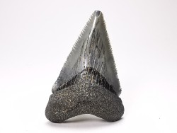 shark teeth: Carcharodon megalodon - Miocene (USA)