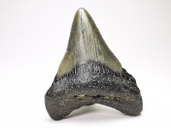 shark teeth: Carcharodon megalodon - Miocene (USA)
