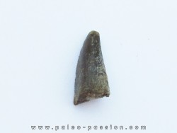 dent de dinosaure Razanandrongobe  sakalavae