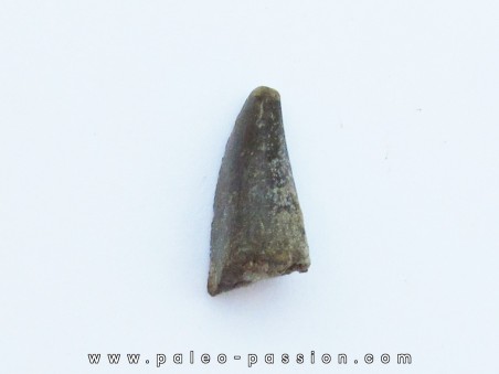 dinosaur tooth Razanandrongobe  sakalavae   