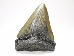 shark teeth: Carcharodon megalodon - Miocene (USA)