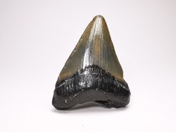 shark teeth: Carcharodon megalodon - Miocene (USA)